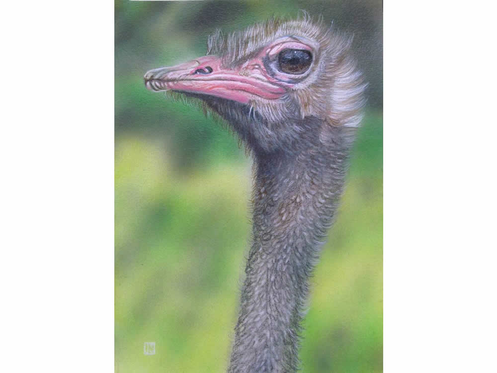 Ostrich